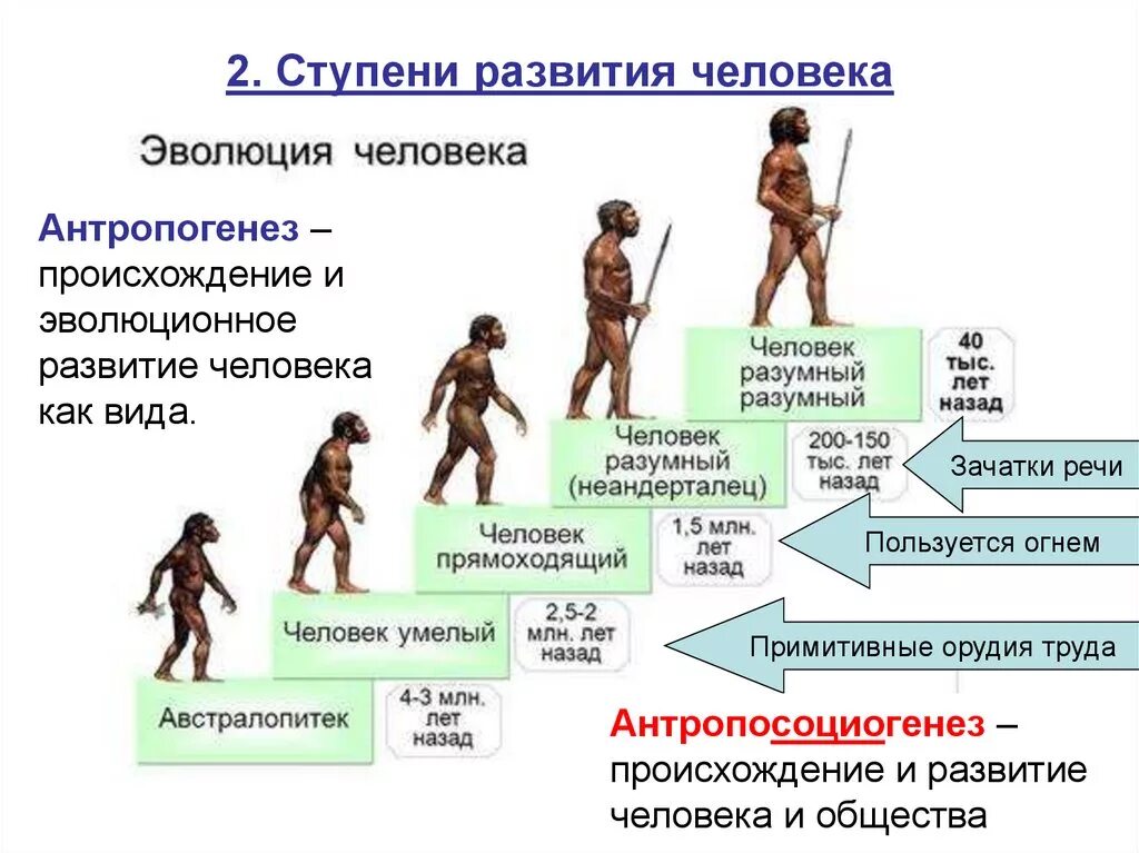 Как понять современный человек. Эволюция человека homo sapiens. Эволюция человека хомосапиенс. Эволюционная ступень развития человека. Возраст человека разумного homo sapiens.