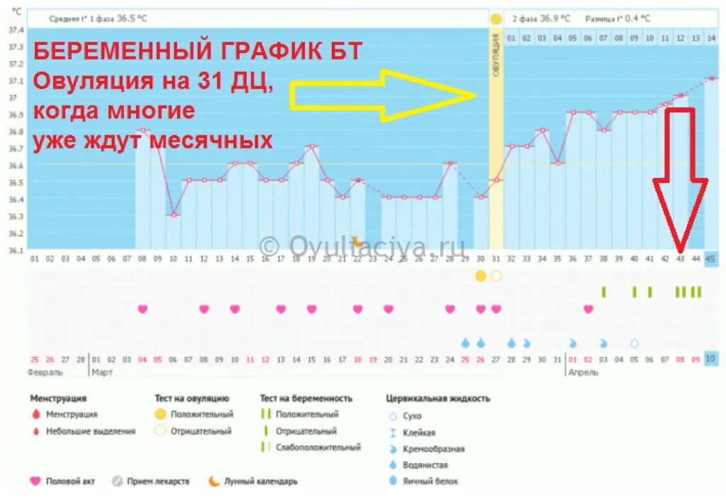График БТ С ранней овуляцией и беременный. Беременные графики. График менструации и овуляции. График базальной температуры. На какой день цикла бывает поздняя овуляция