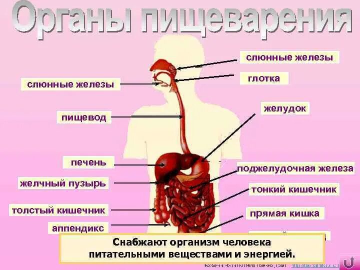 Органы желудок кишечник печень. Органы человека пищевод. Глотка, пищевод, печень, желудок, кишечник. Строение пищевода. Глотка пищевод желудок.