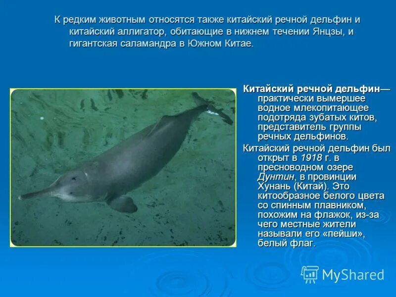 внешнее описание дельфина. дельфины млекопитающие. дельфин теплокровное животное. дельфин относится к животным. дельфин относится к животным.