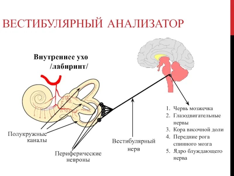 Слуховой анализатор и вестибулярный аппарат. Схема вестибулярного анализатора. Вестибулярный нерв Лабиринт уха. Вестибулярная сенсорная система схема.