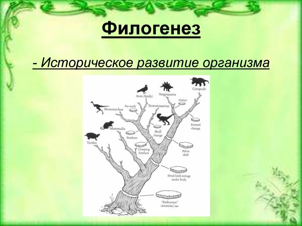 Филогенез примеры. Филогенез. Филогенез историческое развитие. Филогенез это в биологии. Филогенез - историческое развитие организма.