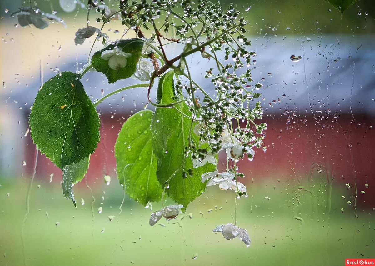 Открытки с добрым дождливым утром весенние. Весенний дождик. Пасмурное летнее утро. Дождливый летний день.