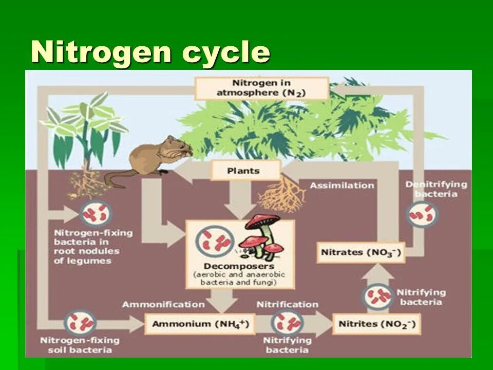 Соединения азота в почве. Круговорот азота. Круговорот азота в природе биология 9. Крговорот ахота в природе. Азотный цикл в природе.