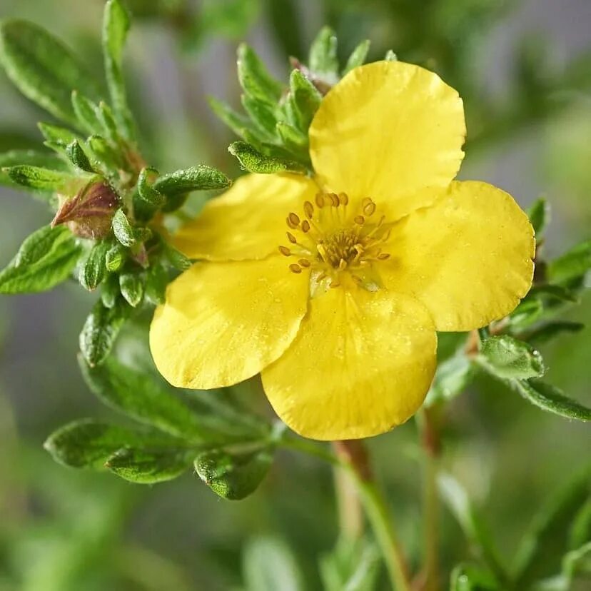 Лапчатка желтая фото. Лапчатка кустарниковая Sommerflor. Лапчатка Саммерфлор. Лапчатка Лонгакр. Лапчатка Голден.