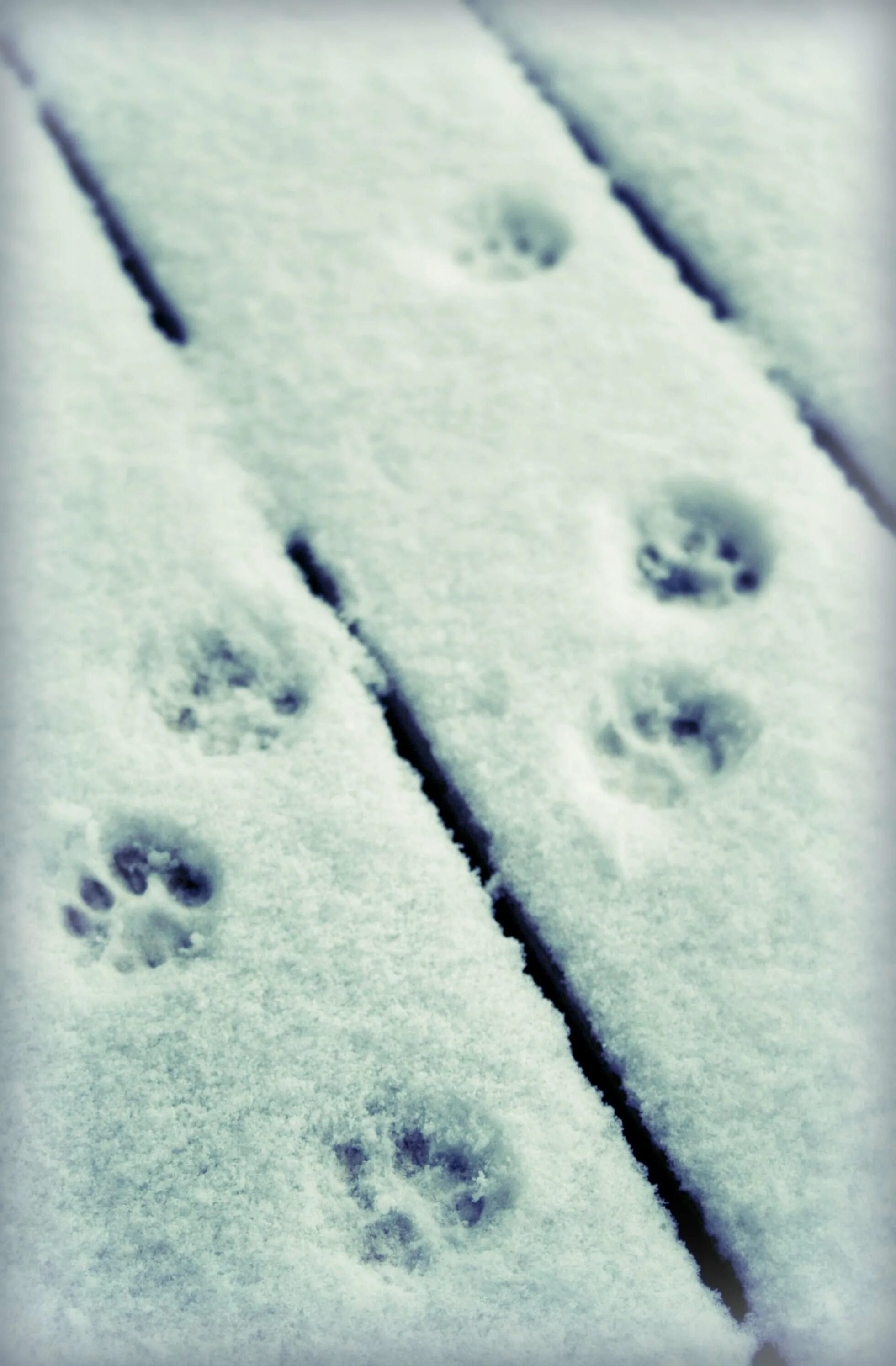 Кошачьи следы на снегу. Собачьи следы на снегу. Следы кошки на снегу. Следы собаки на снегу. Лапка на снегу