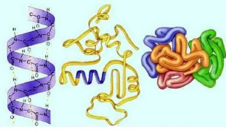 Сборка белка происходит. Посттрансляционная модификация белка. Вторичная структура белка цепь аминокислот. Первичная вторичная и третичная структура белков. Посттрансляционная модификация белков биохимия.
