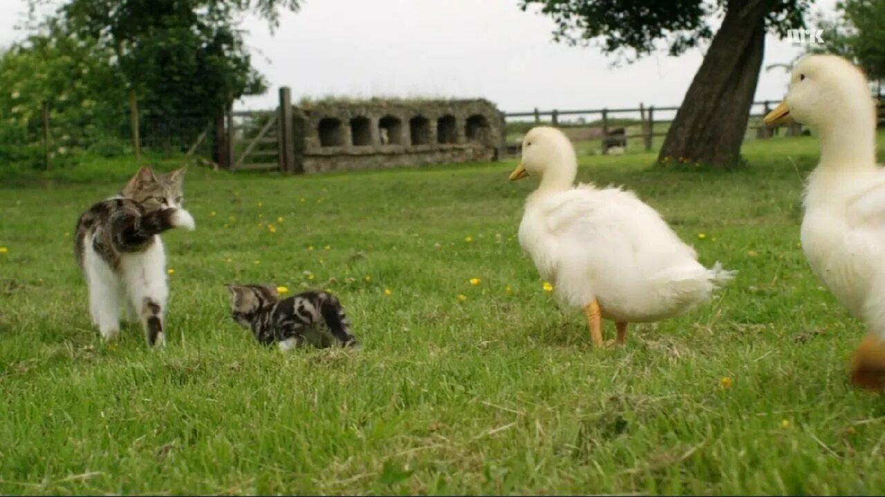 Cat duck. Кот гуся. Коты и утки. Гусь и котенок. Котенок и утенок.