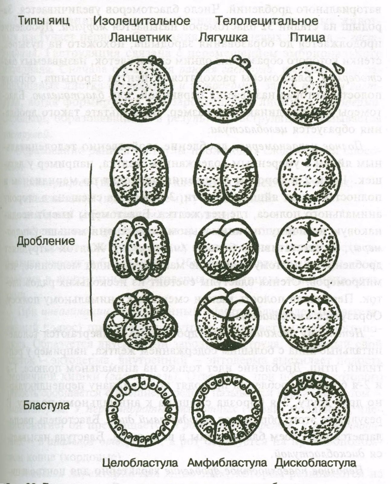 Онтогенез проверочная. Типы бластул яйцеклеток. Типы дробления и типы бластул. Дробление, типы дробления и бластул.. Тип дробления бластулы у лягушек.