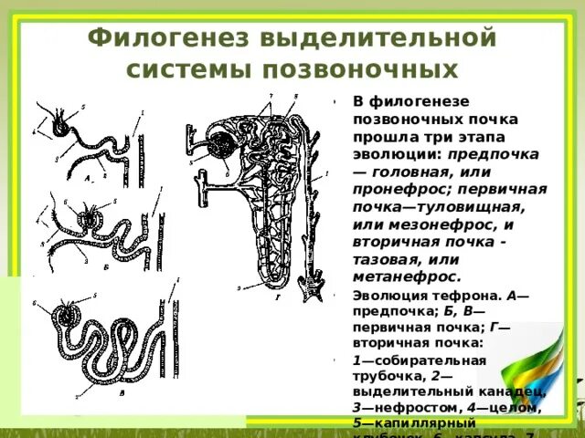 Филогенез позвоночных. Филогенез выделительной системы позвоночных. Филогенез почки. Предпочка первичная и вторичная почка. Эволюция выделительной системы позвоночных.