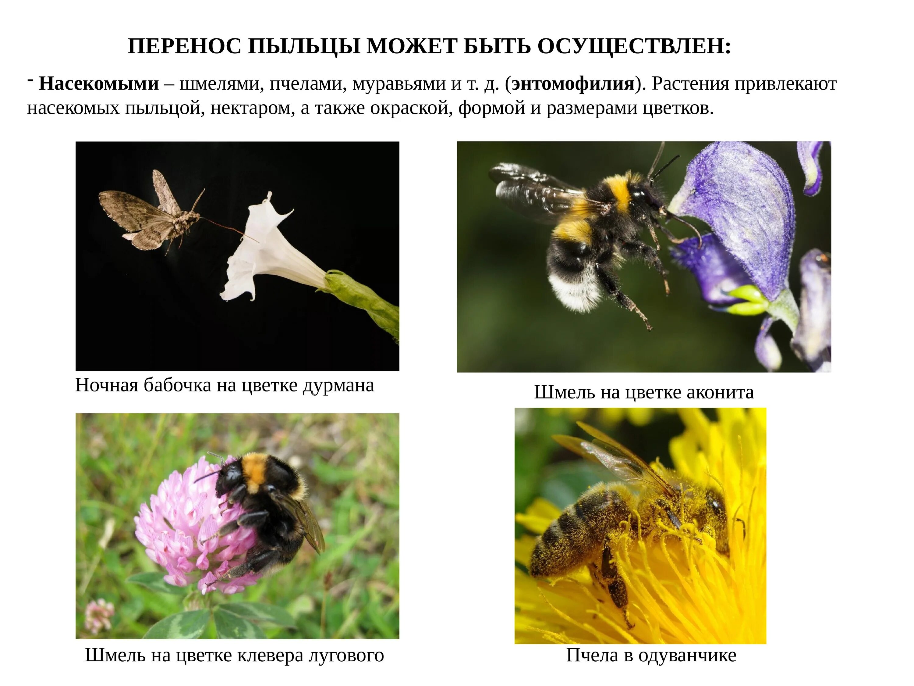 Пчелы и шмели тип взаимоотношений. Перенос пыльцы насекомыми. Пчелы и луговые цветы Тип. Какие растения привлекают насекомых. Опыление насекомыми Шмель.
