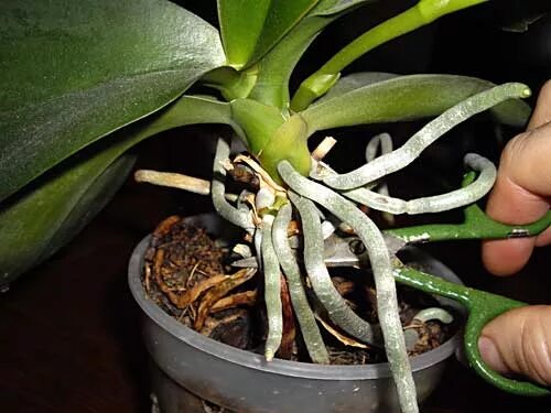 Корни орхидеи вылезли из горшка. Орхидеи фаленопсис торчащие корни. Орхидея корни вылезли. Орхидея с корнями наружу. Корни орхидеи фото.