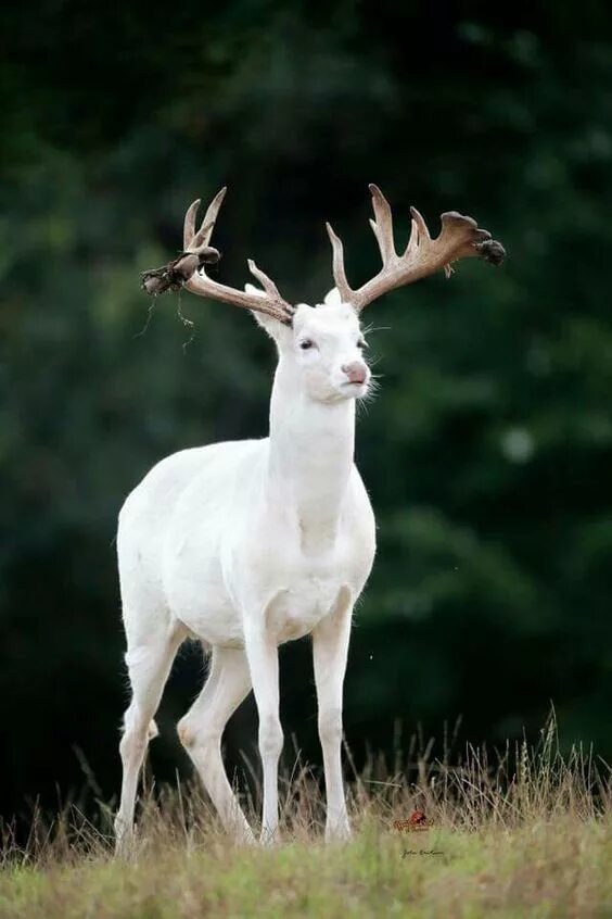 Amazing Wild Animal Pictures - 40 Pics Wild animals pictures, Albino animals, An
