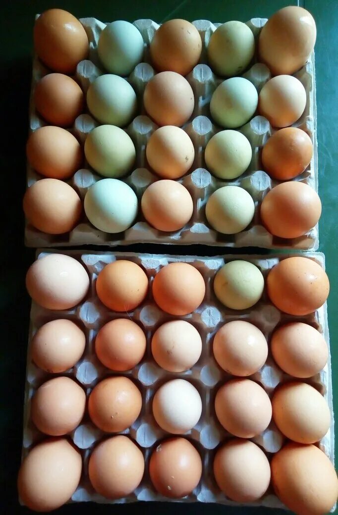 Яйцо доминанты купить. Доминанты с цветным яйцом. Яйцо Доминанта. Доминант ГС 300 яйцо.