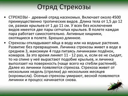 Насекомые кратко описание
