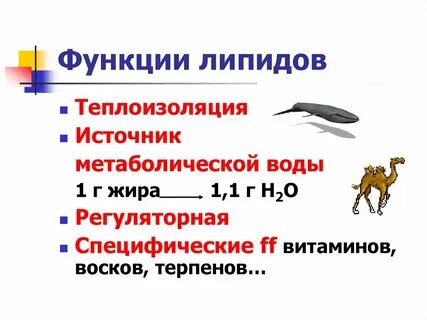 Функции липидов презентация