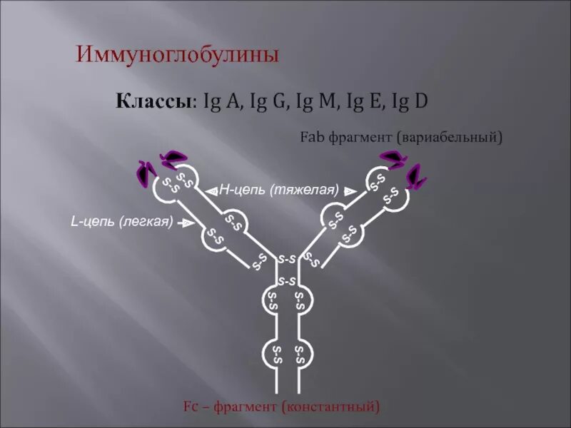 Fc фрагмент. Fc фрагмент