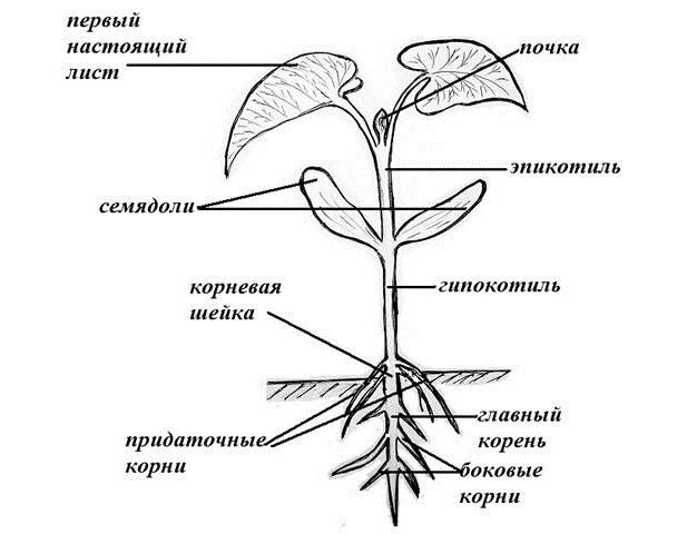 Какой стебель у фасоли. Эпикотиль и гипокотиль. строение проростка фасоли. что такое эпикотиль гипокотиль колеоптиль. схема строения двудольного растения.