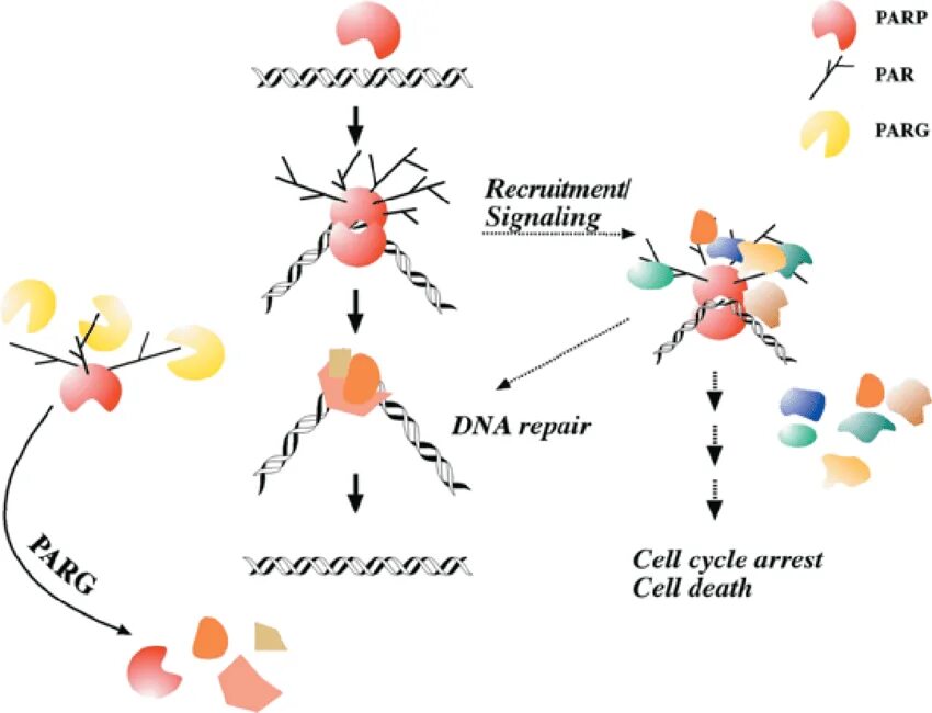 Парп 1. PARP. PARP DNA. Parp1 ИГХ. Парп атер.