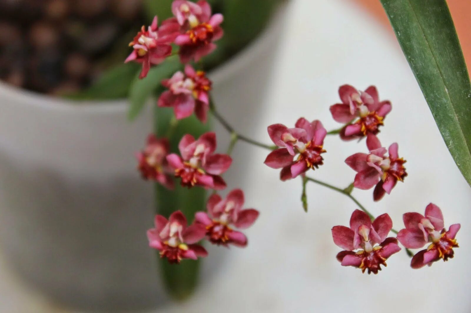 Onc. Twinkle Passiflora.ru - Сервис коллективных заказов