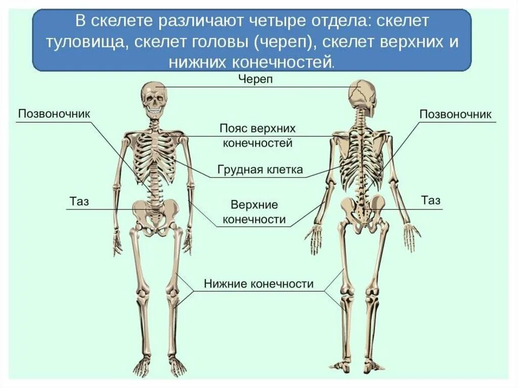 Выберите особенности строения скелета изображенного на рисунке. Скелет человека опорно двигательная система. Строение опорно-двигательной системы человека (мышечная система).. Двигательная система - скелет и мышцы. Опорно двигательная система отделы скелета.