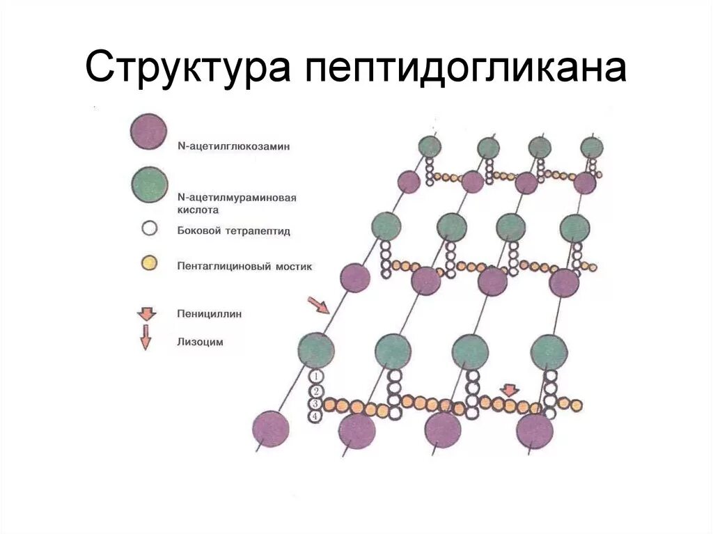 Строение клеточной стенки бактерий ( муреин). Строение пептидогликана клеточной стенки. Пептидогликан в составе клеточной стенки. Структура клеточной стенки пептидогликана.