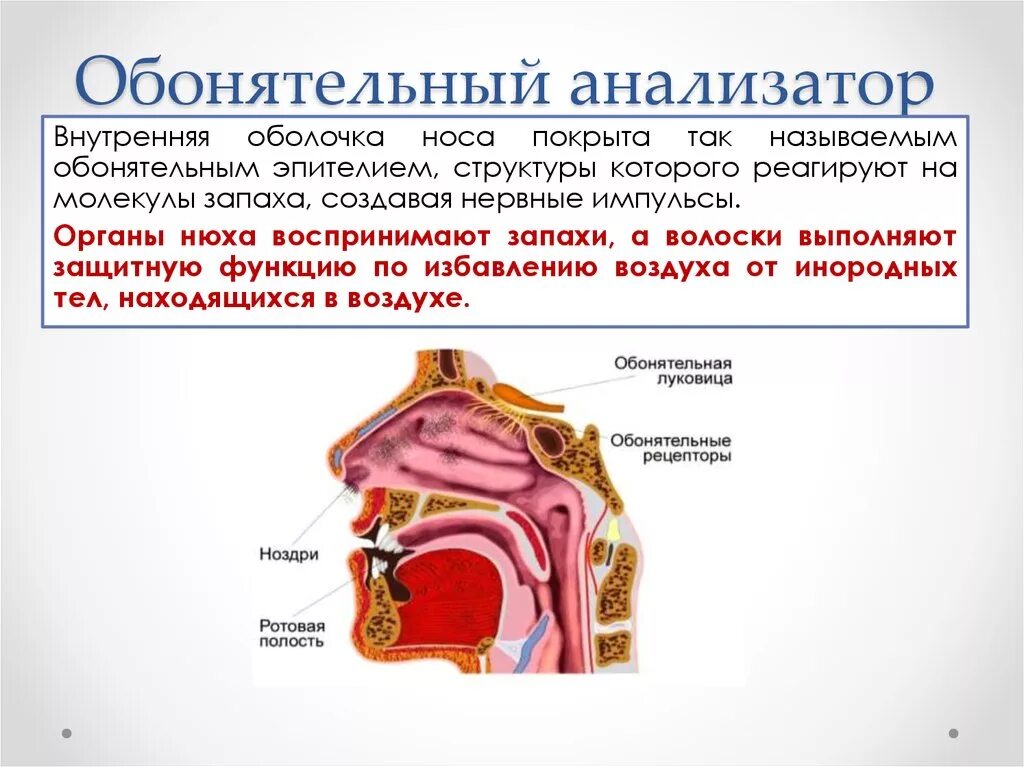 Обонятельный анализатор строение и функции. Функции обонятельного анализатора физиология. Обонятельный анализатор 8 класс биология. Обонятельный анализатор строение анатомия.