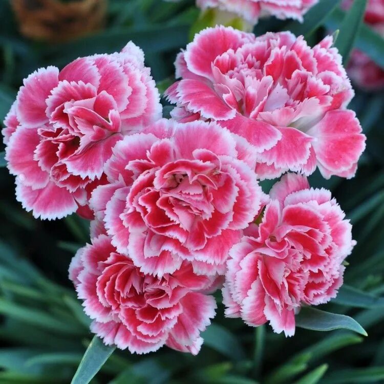 Гвоздика отзывы. Диантус гвоздика Садовая. Садовая гвоздика (Dianthus caryophyllus). Гвоздика Шабо махровая. Гвоздика Садовая Авранчин.