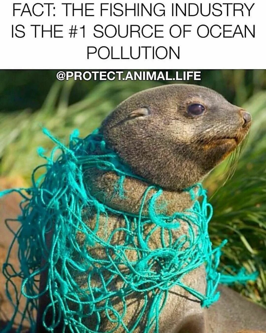 Plastic animals. Морские животные в мусоре. Морские животные запутались в мусоре.