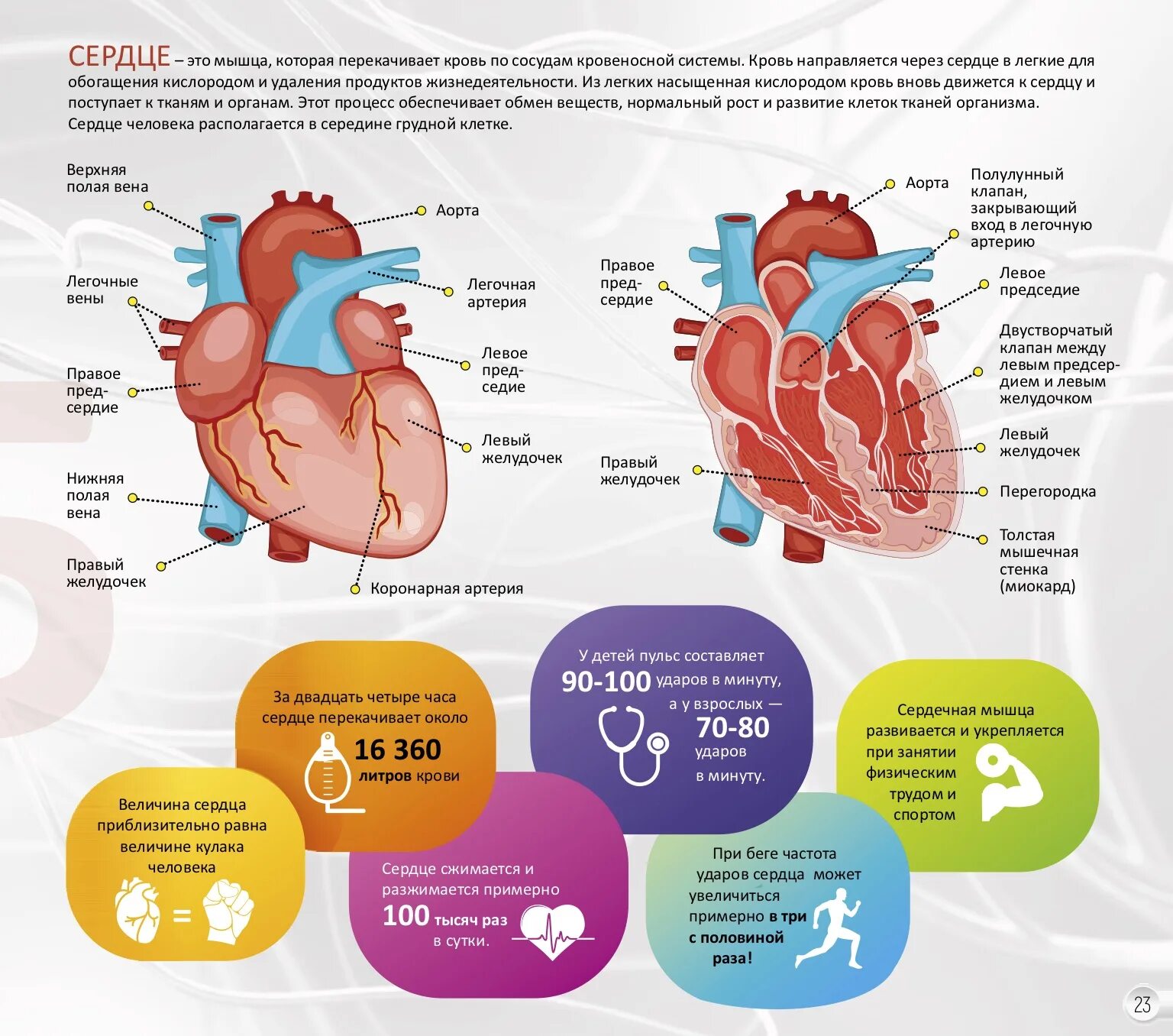 Насколько сердце. Сколько литров крови перекачивает сердце за сутки. Сердце. Объем крови перекачиваемый сердцем за минуту это. Сердце перекачивает кровь.