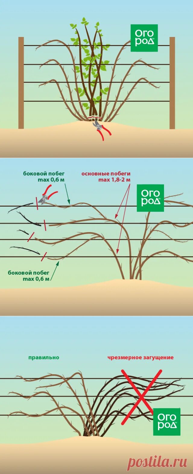 Как обрезать ежевику весной для начинающих правильно. Обрезка ежевики. Обрезка ежевики схема. Весенняя обрезка ежевики. Весенняя обрезка ежевики весной.