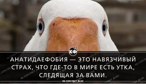 Утка следит за тобой фобия как называется