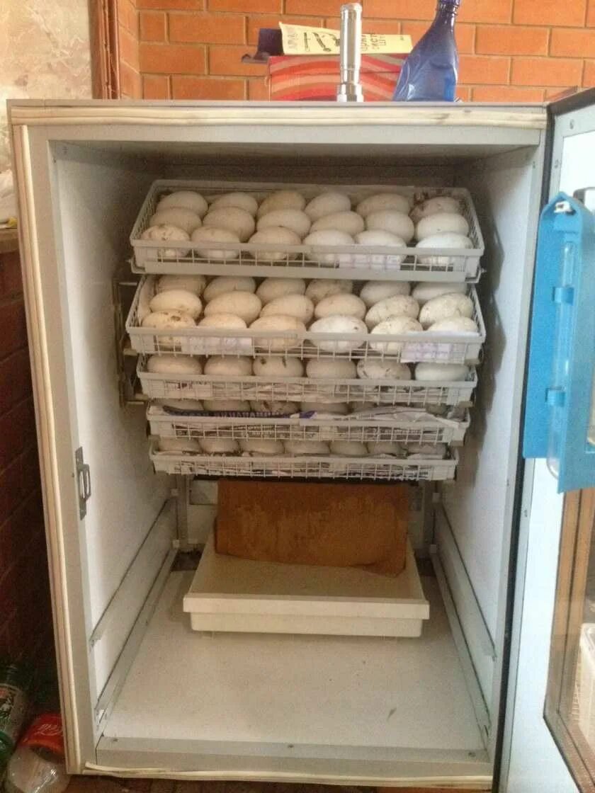 Самодельный инкубатор для яиц. Инкубатор из холодильника с автоповоротом. Самодельный инкубатор. Инкубатор для яиц из пенопласта. Самодельный домашний инкубатор.