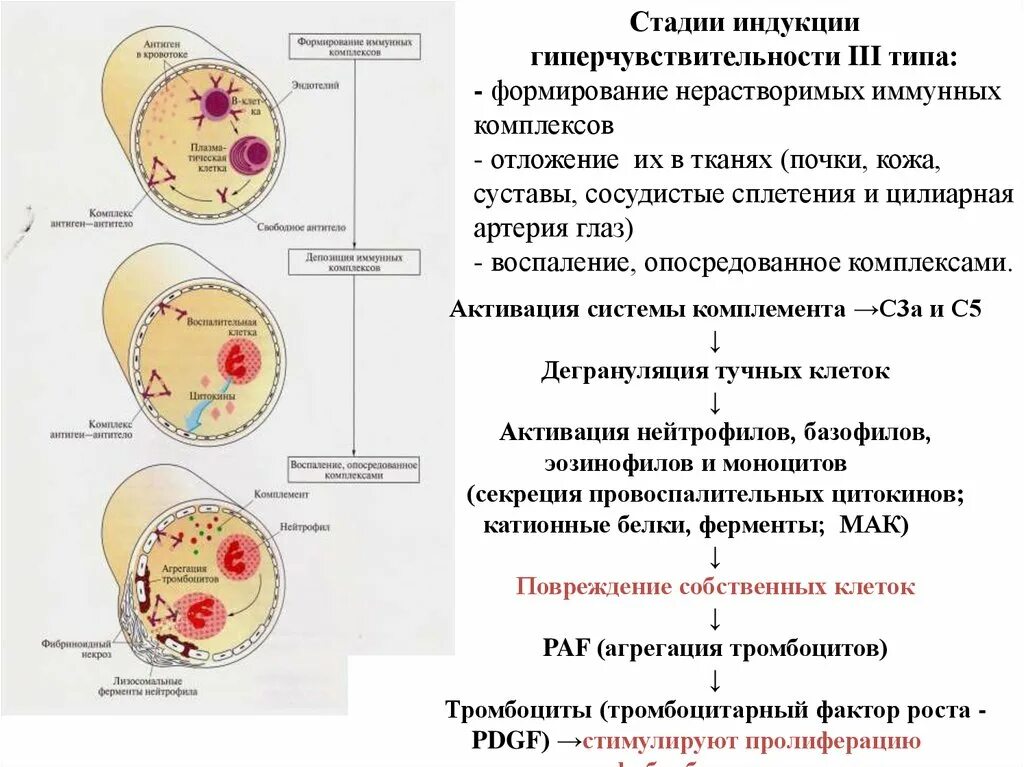 Иммунная гиперчувствительность. Типы реакций гиперчувствительности по p.Gell, r.Coombs и v Тип. Гиперчувствительность первого типа патогенез. Болезни 3 типа гиперчувствительности. Патогенез реакции гиперчувствительности 1 типа.