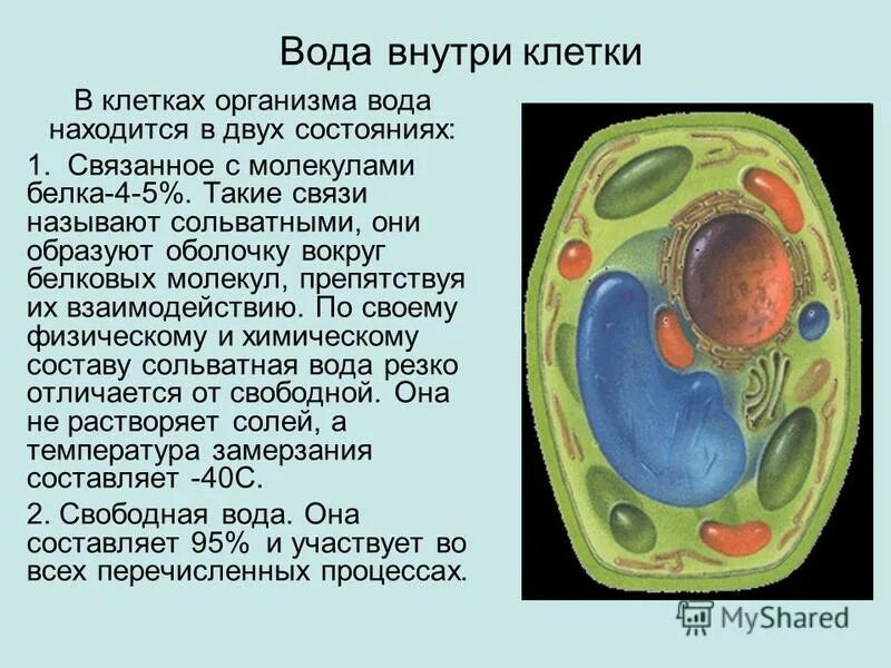 удивительная клетка. рассказ о клетке. клеточная оболочка. строение клетки конспект. клетка биология строение.