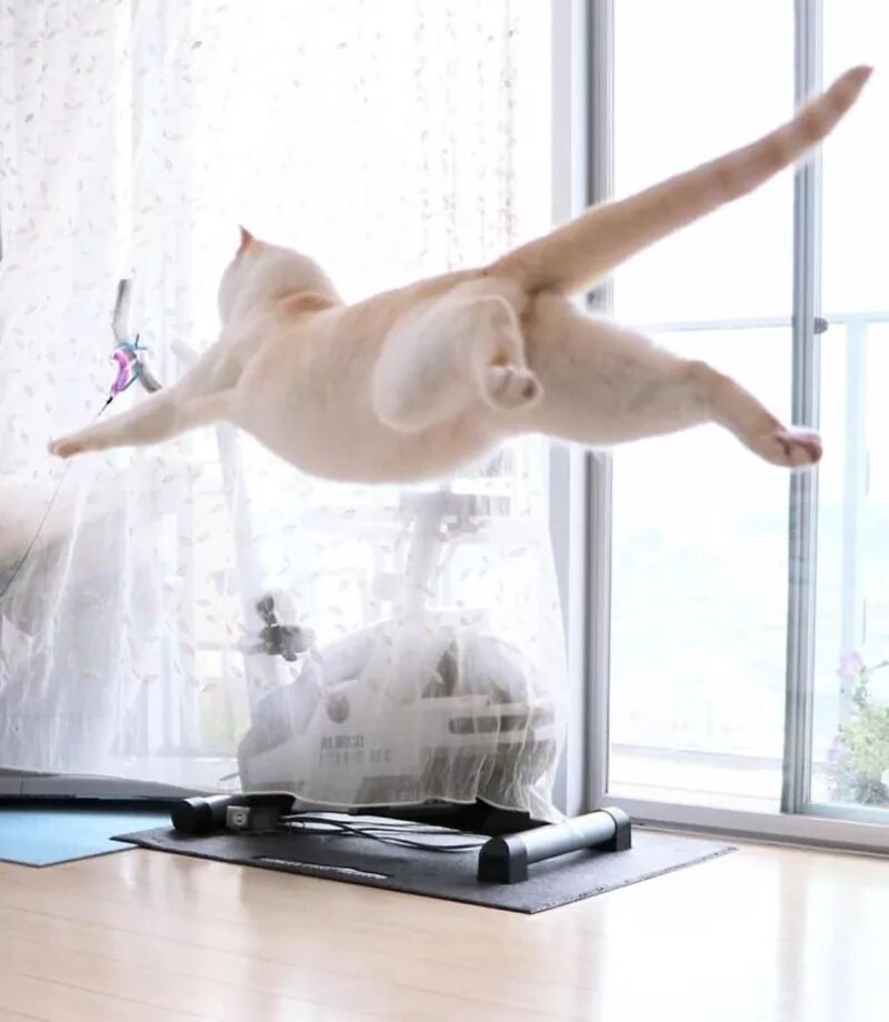 Покажи танцующих котиков. Коты танцуют балет. Танцующий кот. Танцующий кот. Белый кот танцует.