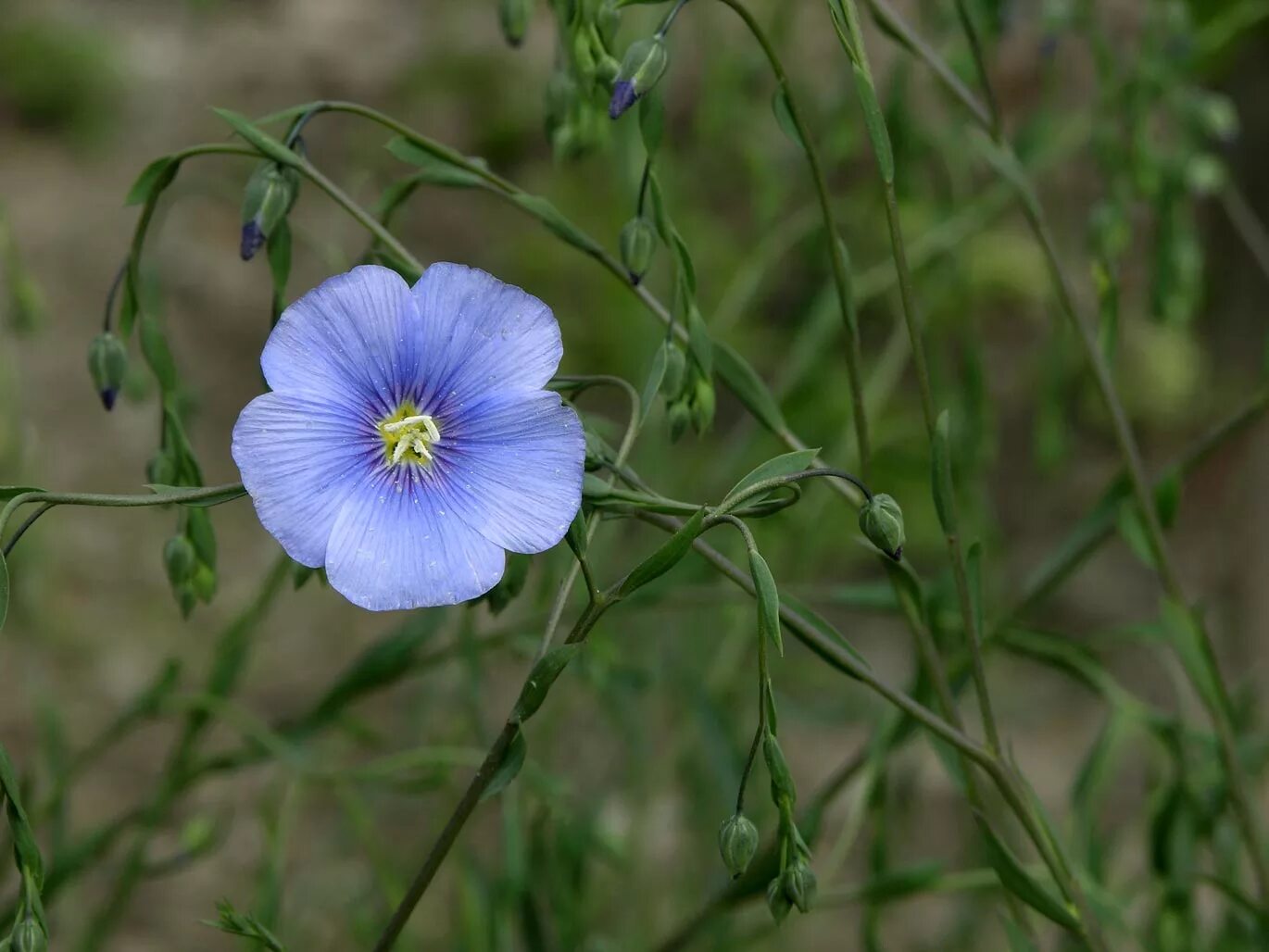 Лен обыкновенный - Linum usitatissimum. Лён обыкновенный (Linum usitatissimum l.). Лен полевой. Лён посевно́й (Línum usitatíssimum).