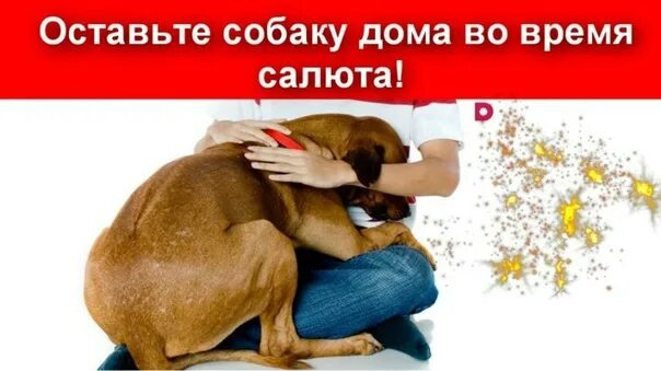 Оставить собаку на 3 дня. Оставить собаку на 3 дня