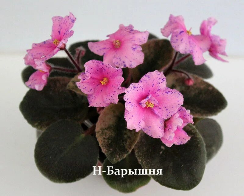 журавлев фирс художник боярышня. н барышня. фиалка степная барышня. н барышня. барышня макуни фиалка макуни.