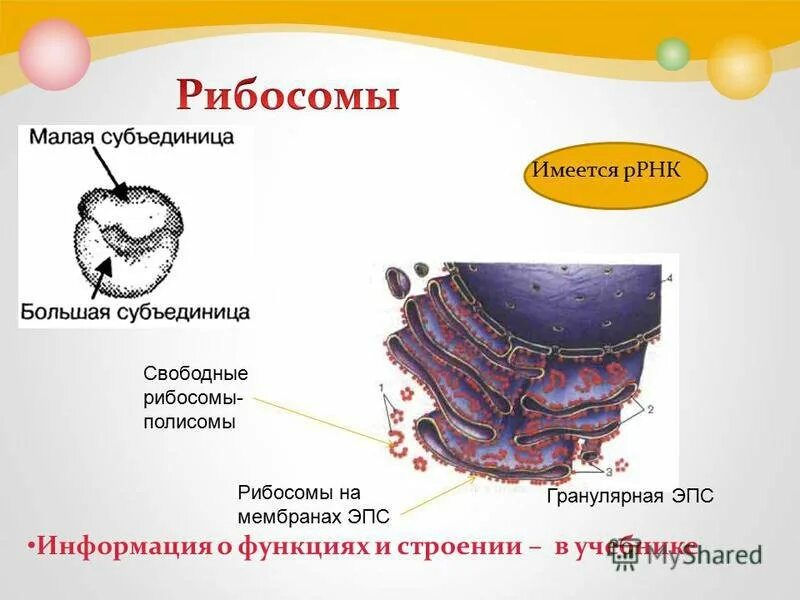 Эндоплазматическая сеть имеющая рибосомы. Комплекс Гольджи и эндоплазматическая сеть. Функции митохондрий лизосом рибосом эндоплазматической сети. Строение рибосомы комплекс Гольджи. Гладкая эндоплазматическая сеть органоид.