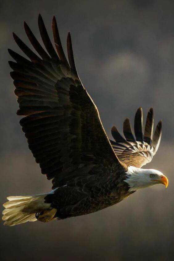 Animal Bald Eagle Birds Eagles HD Wallpaper Background Image Águia, Animais, Med