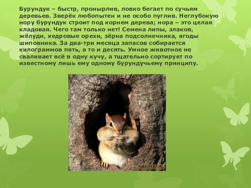 Бурундук окружающий мир 4 класс сообщение кратко. Бурундук доклад. бурундук презентация. интересные факты о бурундуке. бурундук информация 4 класс.