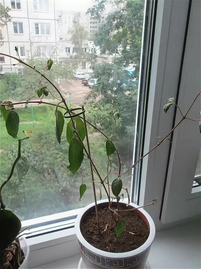 Почему у фуксии опадают бутоны