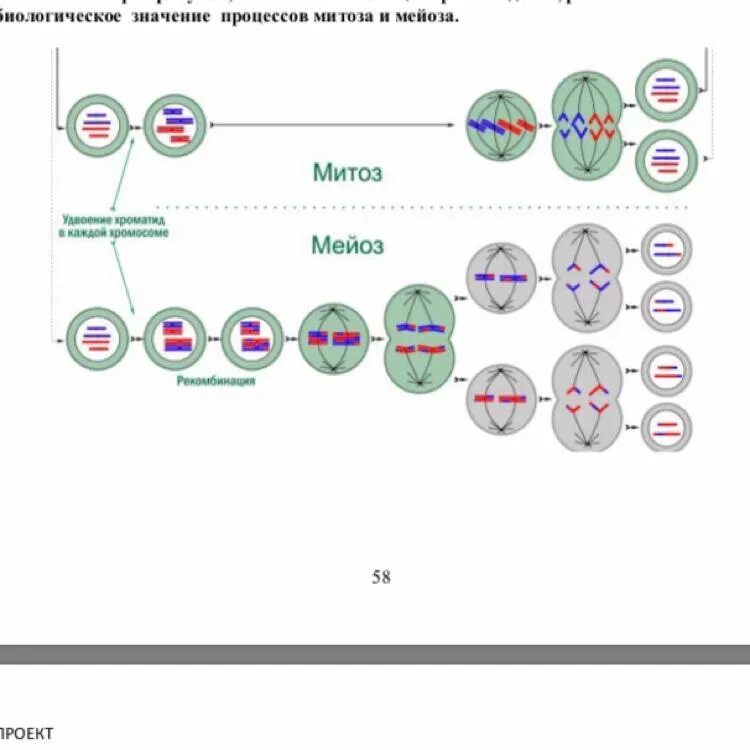 Отличия митоза от мейоза 9 класс. Схема мейоза ЕГЭ биология. Размножение митоза и мейоза схема. Биология 9 класс митоз и мейоз. Процесс митоза и мейоза схема.