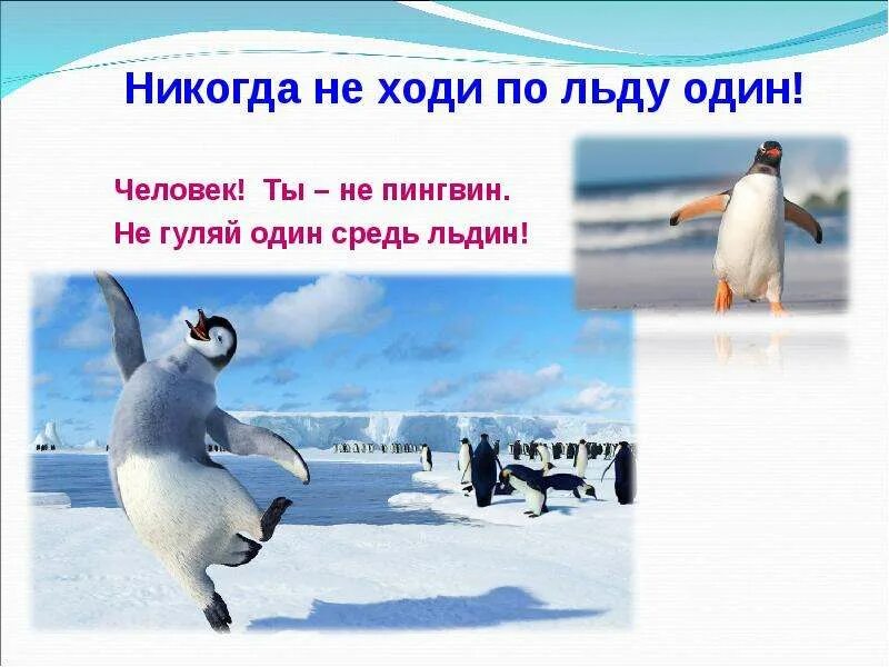 Не могу ходить один. Человек ты не пингвин не гуляй один средь льдин. пингвины на льду. человек ты не пингвин. не ходи по льду.