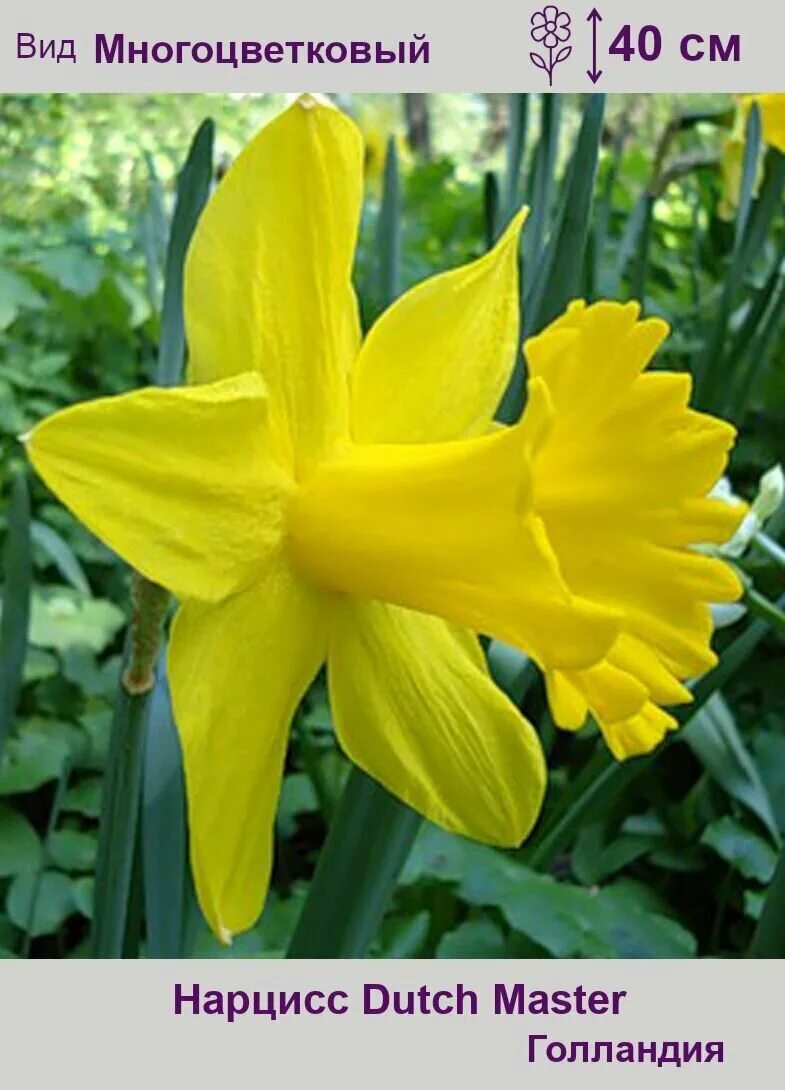 Сорт нарцисса датч мастер. Нарцисс narcissus dutch master. Нарцисс трубчатый датч мастер. Нарцисс датч мастер фото. Сорт нарцисса датч мастер.
