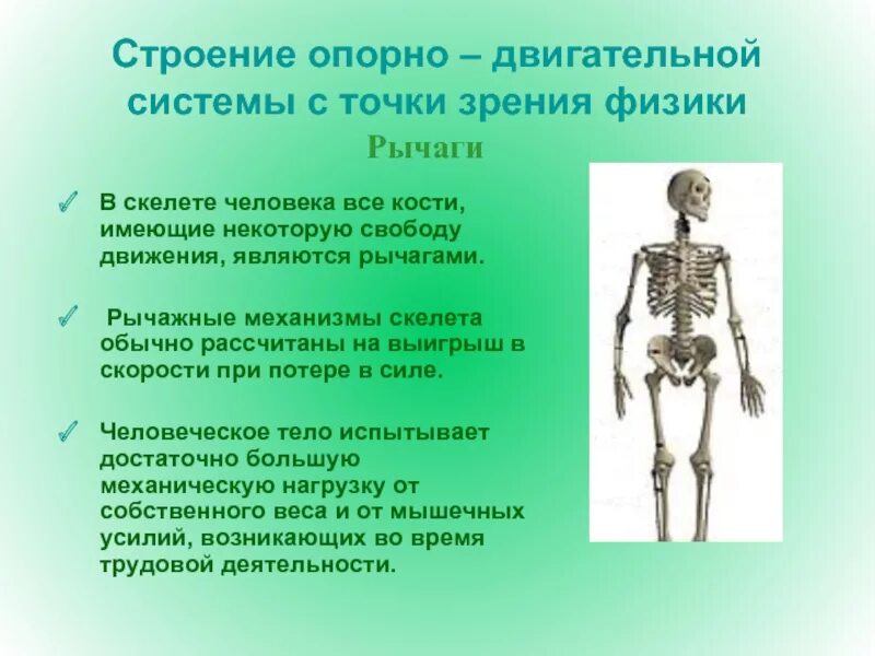 Опорно двигательная система какие функции. Строение и функции опорно-двигательной системы. Опорно двигательная система скелет. Опорная система скелет анатомия. Строение опорно двигательной системы 8 класс.