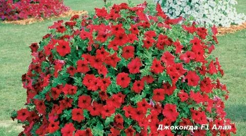 Джоконда алая