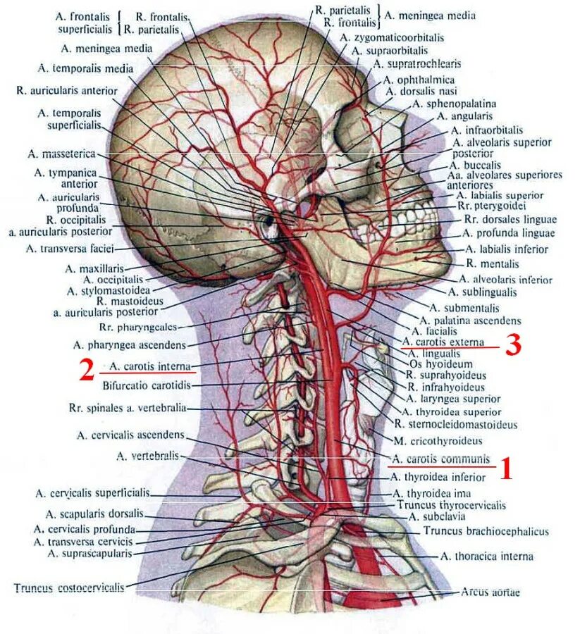 Внутренняя Сонная артерия Неттер. Наружная Сонная артерия топография. Наружная Сонная артерия анатомия ветви. Топографическая анатомия наружной сонной артерии. Наружная сонная артерия где