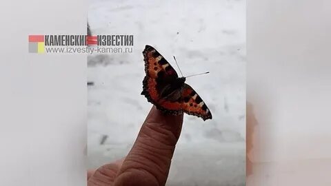 К чему залетела бабочка в окно